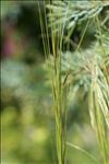Stipa capillata L.