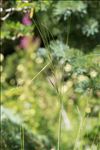 Stipa capillata L.