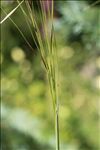 Stipa capillata L.