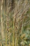 Stipa pennata L.