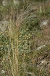 Stipa pennata L.