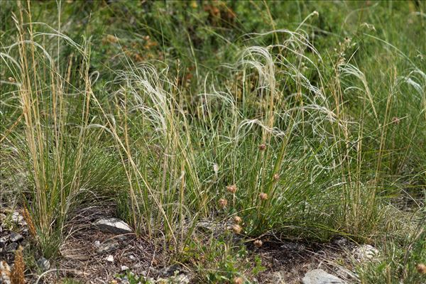 Stipa pennata L.