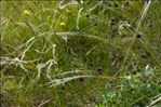 Stipa pennata L.