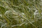 Stipa pennata L.