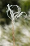 Stipa pennata L.