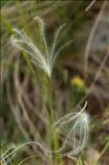 Stipa pennata L.