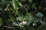 Styrax officinalis L.