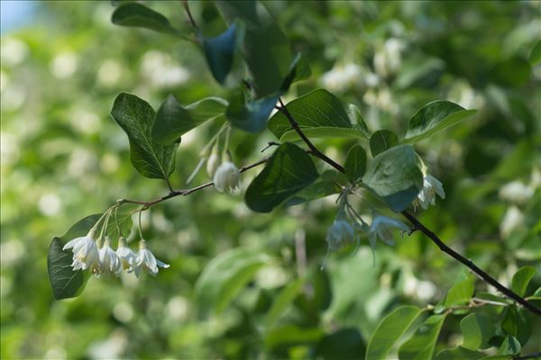 Styrax officinalis L.