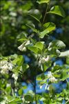 Styrax officinalis L.