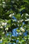 Styrax officinalis L.