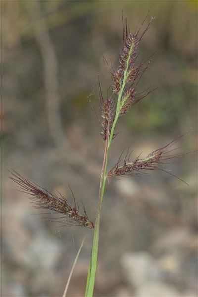 Echinochloa crus-galli (L.) P.Beauv.