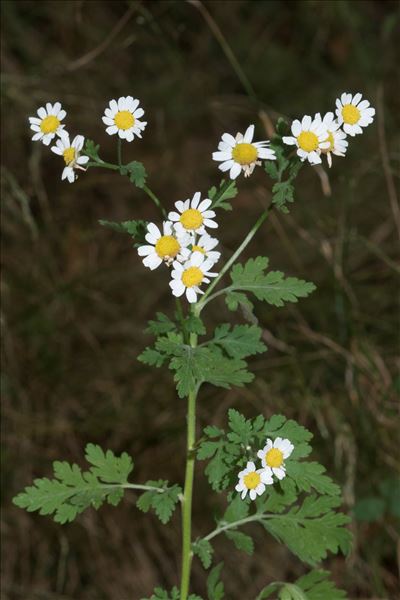 Tanacetum parthenium (L.) Sch.Bip.