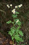 Tanacetum parthenium (L.) Sch.Bip.