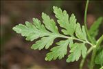 Tanacetum parthenium (L.) Sch.Bip.