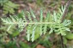 Tanacetum parthenium (L.) Sch.Bip.