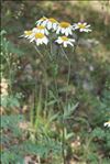 Tanacetum parthenium (L.) Sch.Bip.