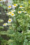 Tanacetum parthenium (L.) Sch.Bip.