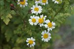 Tanacetum parthenium (L.) Sch.Bip.