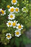 Tanacetum parthenium (L.) Sch.Bip.