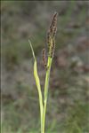 Echinochloa muricata (P.Beauv.) Fernald