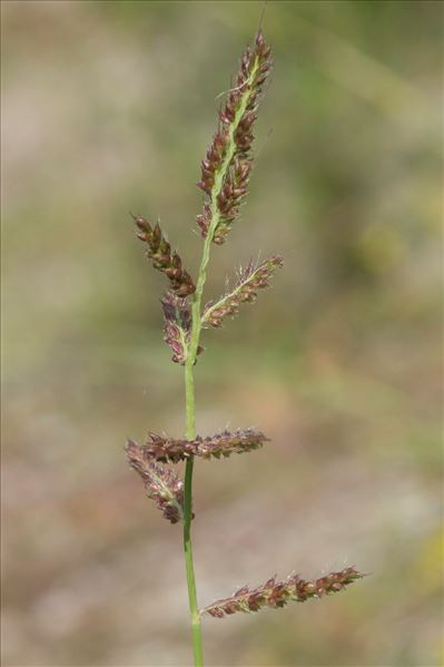 Echinochloa muricata (P.Beauv.) Fernald