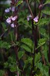 Teucrium lucidum L.