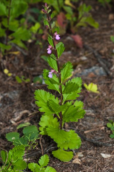 Teucrium lucidum L.