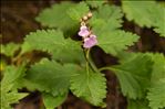 Teucrium lucidum L.