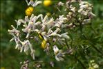 Thalictrum aquilegiifolium L.