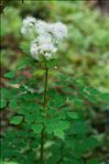 Thalictrum aquilegiifolium L.