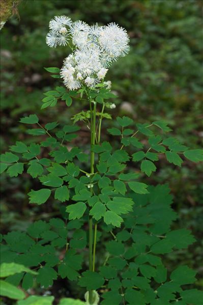 Thalictrum aquilegiifolium L.