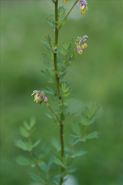Thalictrum simplex subsp. tenuifolium (Crantz) Tutin