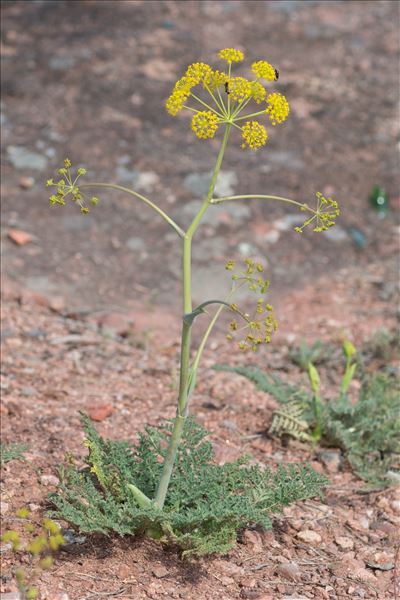 Thapsia villosa L.