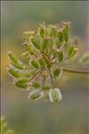 Thapsia villosa L.