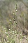 Thesium humifusum subsp. divaricatum (Jan ex Mert. & W.D.J.Koch) Bonnier & Layens