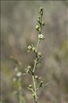 Thesium humifusum subsp. divaricatum (Jan ex Mert. & W.D.J.Koch) Bonnier & Layens
