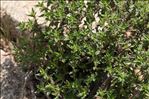 Thymus herba-barona Loisel.
