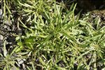 Tolpis staticifolia (All.) Sch.Bip.