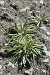 Tolpis staticifolia (All.) Sch.Bip.