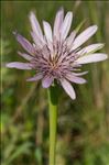 Tragopogon porrifolius L.