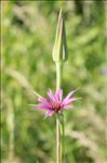 Tragopogon porrifolius L.