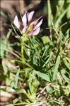 Trifolium alpinum L.