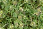 Trifolium cherleri L.