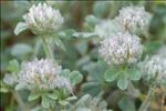 Trifolium cherleri L.