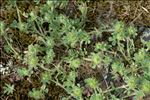 Trifolium cherleri L.