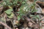 Trifolium cherleri L.