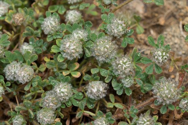 Trifolium cherleri L.