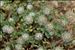 Trifolium cherleri L.