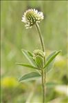 Trifolium montanum subsp. gayanum (Godr.) O.Bolòs & Vigo