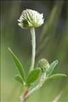 Trifolium montanum L. subsp. montanum